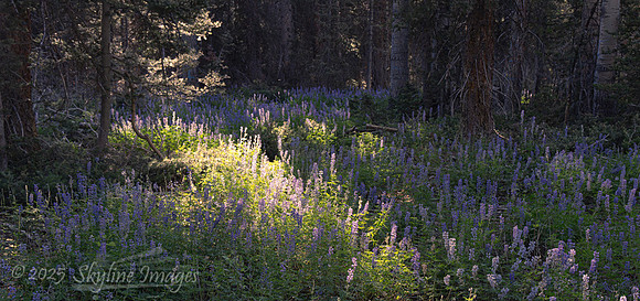 Fishlake National Forest, Utah