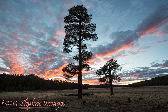 Coleman Lake, AZ