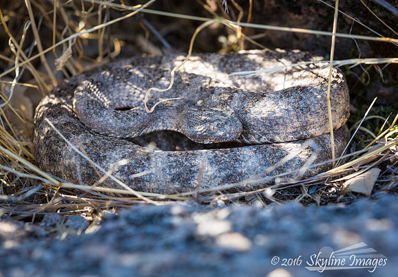 Rattlesnake, Tonto National Forest AZ