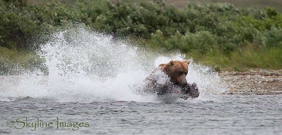 Brown Bear, Katmai NP, Alaska