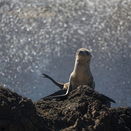 Juvenile Elephant Seal, San Simeon CA