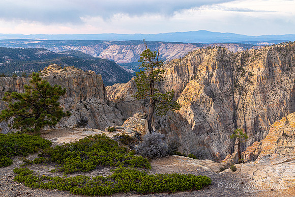 Dixie National Forest Utah