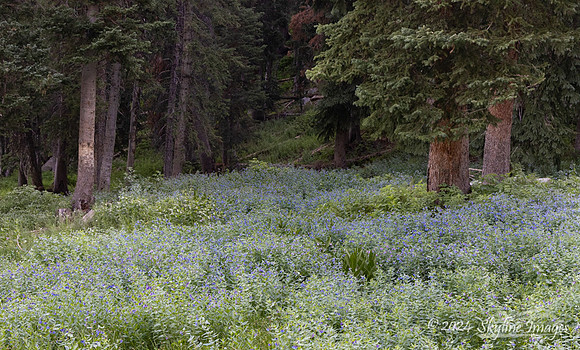 Uinta-Wasatch-Cache National Forest Utah
