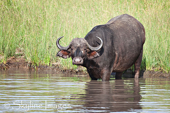 Cape Bufallo Drinking, Sabi Sands, South Africa