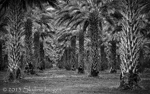 Date Palms, Yuma AZ