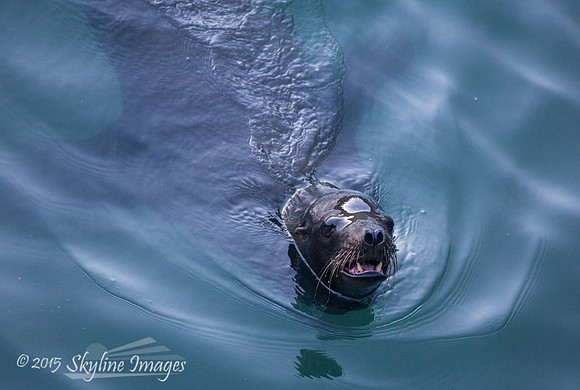 Harbor Seal, Avila Beach CA