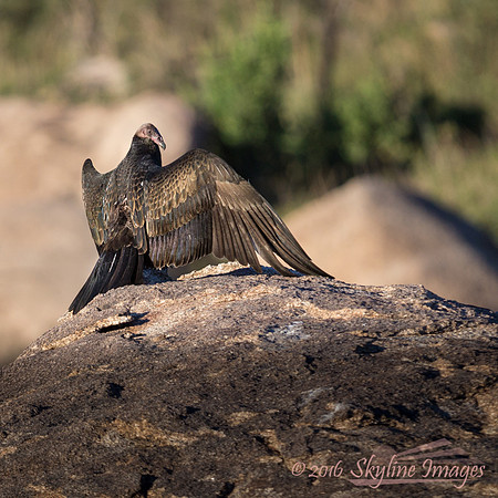 Turkey Vulture, Yarnell AZ