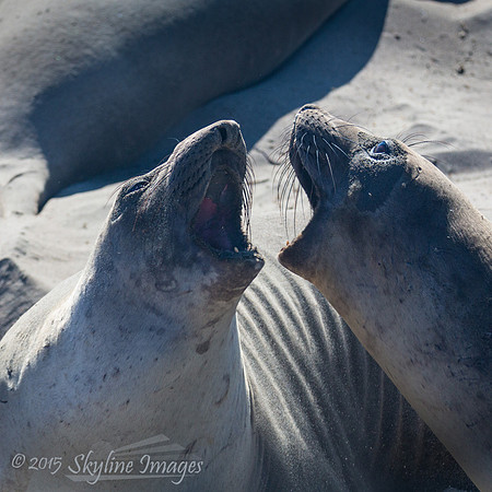 Elephant Seals, Piedras Blancas Rookery CA