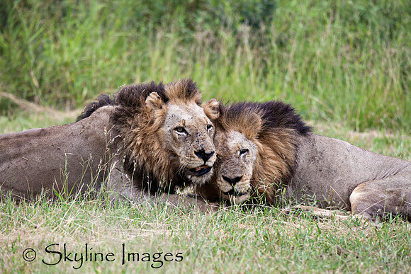 Male Lions Bonding, Sabi Sands, South Africa