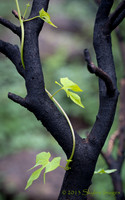 Yarnell Hill Fire Aftermath; Regrowth