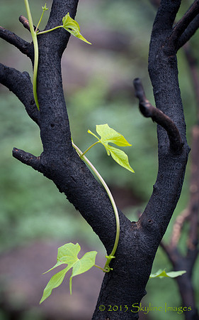 Yarnell Hill Fire Aftermath; Regrowth