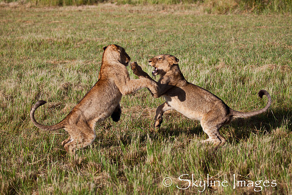 Adolescent Lions, Sabi Sands, South Africa