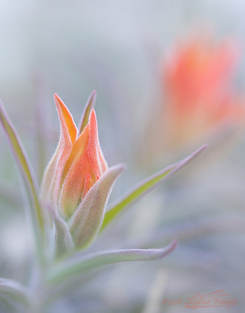 Indian Paintbrush, Kaibab Forest AZ